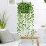 String of Pearls (Senecio herreianus)