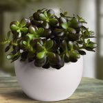 Crassula Ovata Minor Bambino