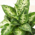 Dieffenbachia ‘Compacta’