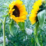 Helianthus annus ‘Sunsation’ – Sunflower