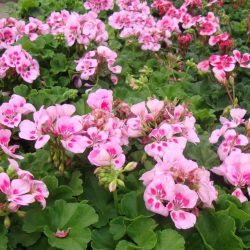 Geranium Zonal Light Pink