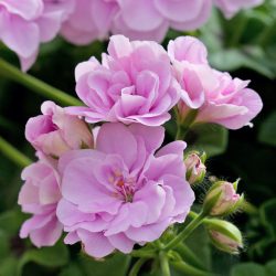 Geranium Zonal Light Pink