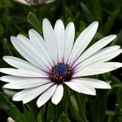Osteospermum White – African Daisy