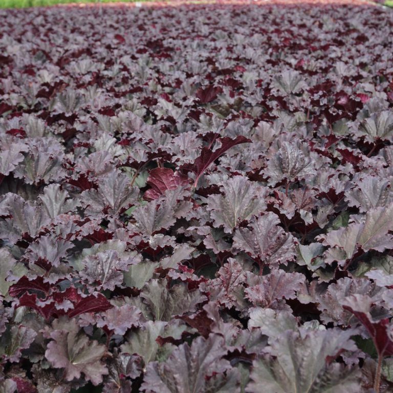 Heuchera Binoche - The Nunhead Gardener