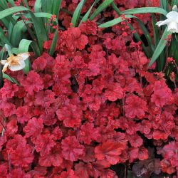 Heuchera Cherry Cola