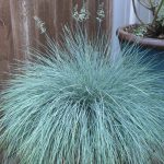 Festuca Glauca Intense Blue