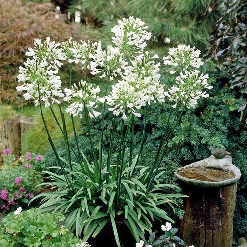 Agapanthus Africanus White - The Nunhead Gardener