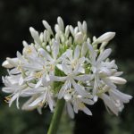 Agapanthus Africanus White