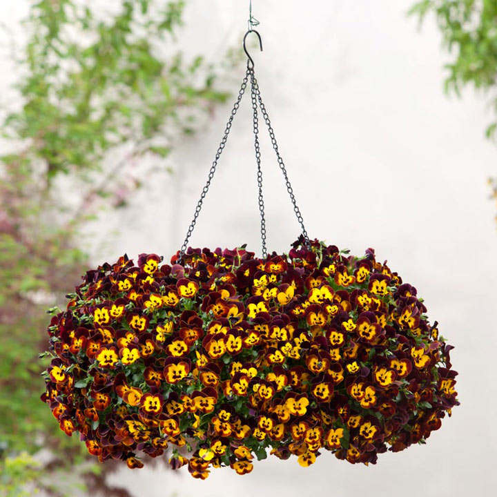 Pansy Fire Surprise - Image 2