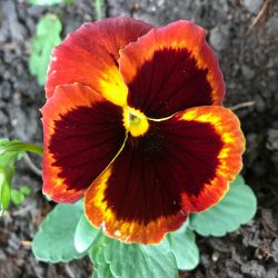 Pansy Fire Surprise