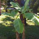 Musa Basjoo (Japenese Banana Plant)