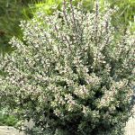 Thymus Vulgaris Silver Queen