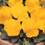 Pansy Yellow