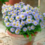 Aster Lady In Blue