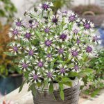 Centaurea montana ‘Amethyst in Snow’ – Mountain Cornflower