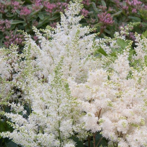 Astilbe Astary White (in Hairy Pot) - The Nunhead Gardener