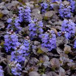 Ajuga Black Scallop