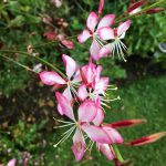 Gaura Gambit Rose Bicolor