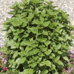 Basil Greek (Ocimum Basilicum in Hairy Pot)