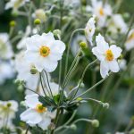 Anemone hybrida ‘Honorine Jobert’ – Japanese Anemone