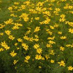 Coreopsis Vert Zagreb (in Hairy Pot)