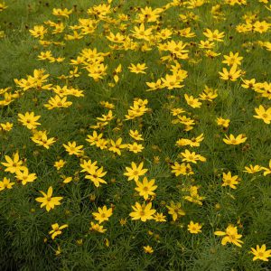 Coreopsis Vert Zagreb (in Hairy Pot) - The Nunhead Gardener