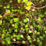 Muehlenbeckia complexa – Creeping Wire Plant