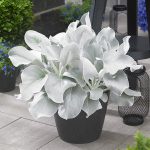 Senecio Angel Wings