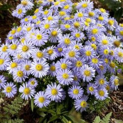 Aster Lady In Blue