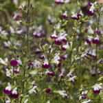 Salvia Microphylla Amethyst Lips