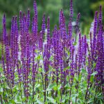 Salvia Nemorosa Caradonna