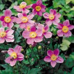 Anemone September Charm (in Hairy Pot)