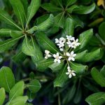 Pittosporum Tobira
