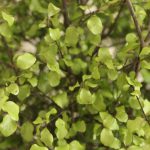 Pittosporum Tenuifolium Cratus