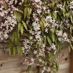 Clematis Arm. Apple Blossom