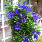 Clematis The President