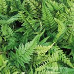 Polystichum Tsus-Simense
