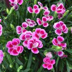 Dianthus Pink Kisses