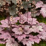 Heuchera Sugar Plum