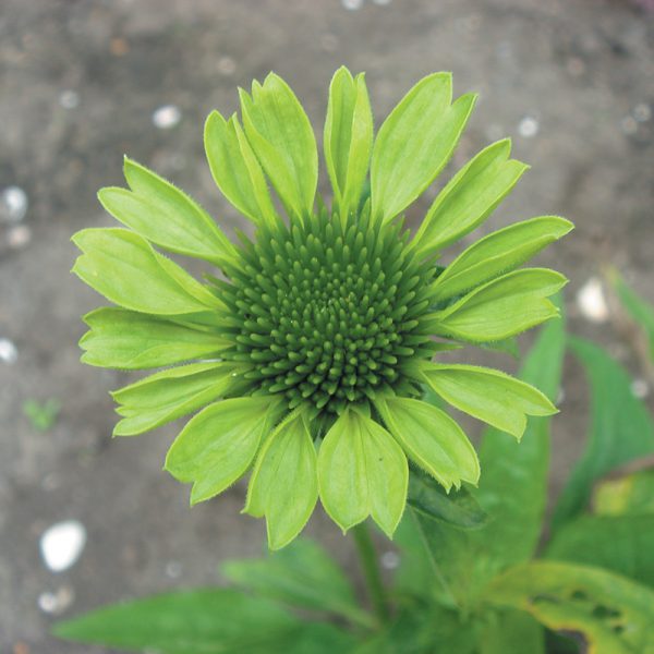Echinacea Purpurea Green Jewel The Nunhead Gardener