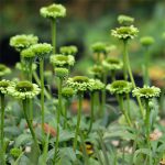 Echinacea Purpurea Green Jewel