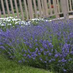 Lavandula Essence Purple