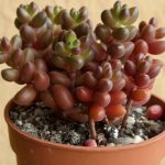 Sedum Stahlii (Coral Beads Succulent)