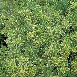 Thymus Lemon Variegated (Thymus Citriodorus)