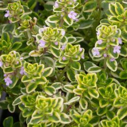 Thymus Lemon Variegated (Thymus Citriodorus)