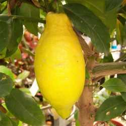 Citrus Lemon Mini Std