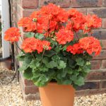 Geranium Upright Orange