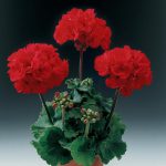 Geranium Upright Red
