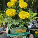 Marigold African Yellow – Tagetes erecta