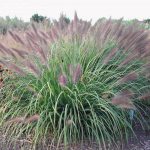 Pennisetum Al. ‘Redhead’